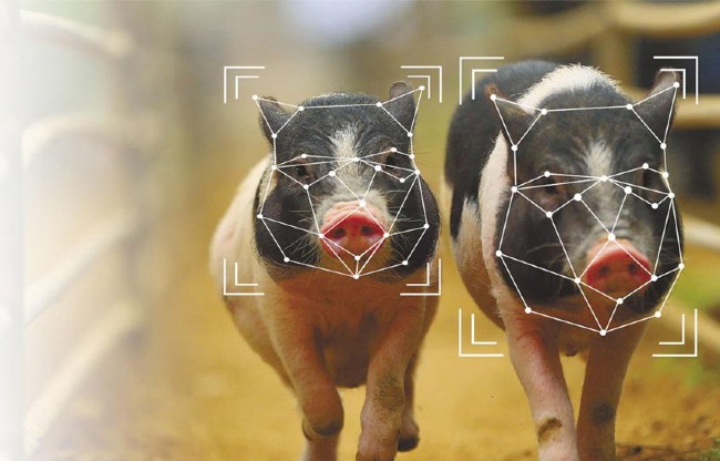Bị cấm vận quá đáng, Huawei chuyển sang chăn lợn